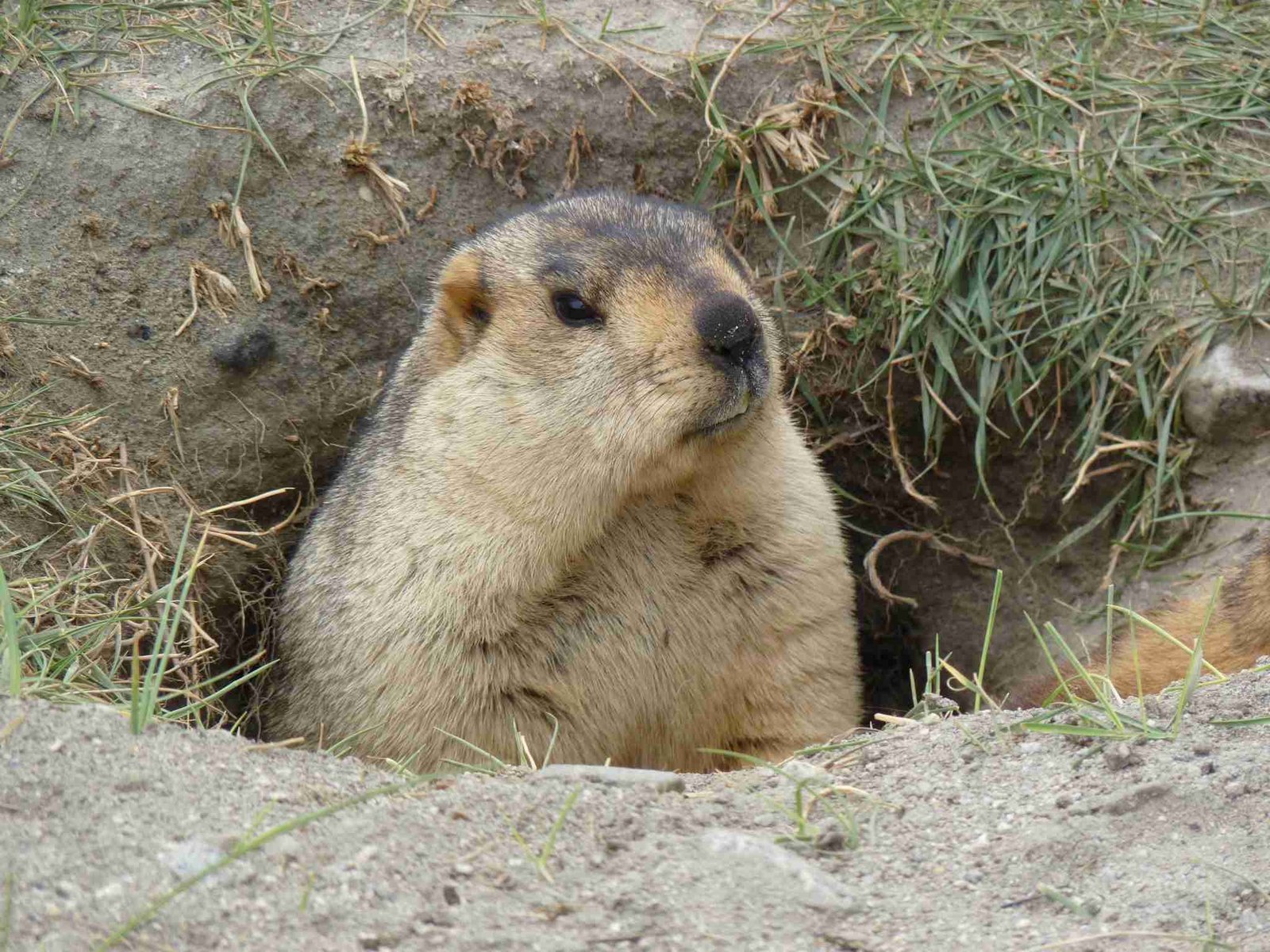 The Himalayan marmots