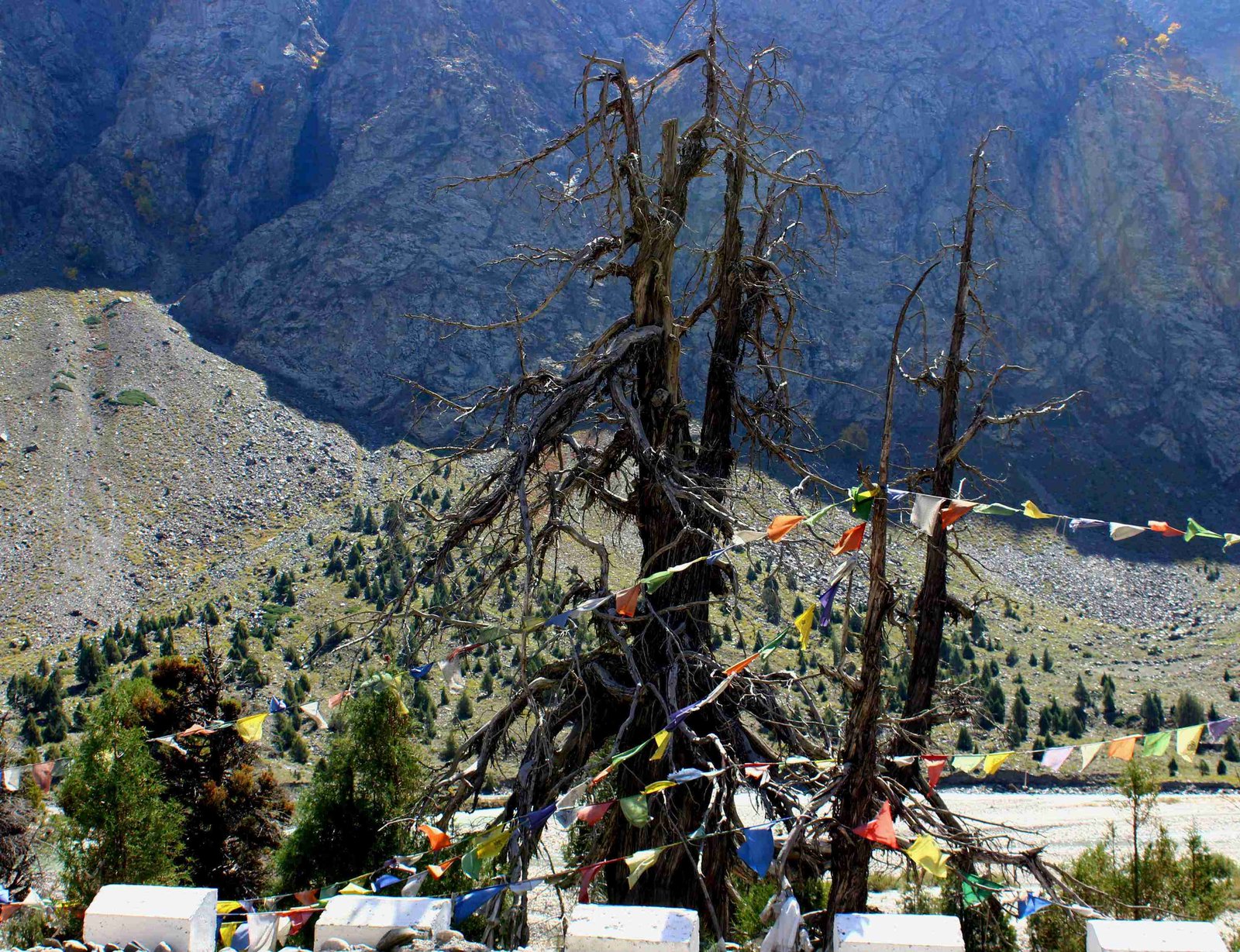tree of devotion at Jispa