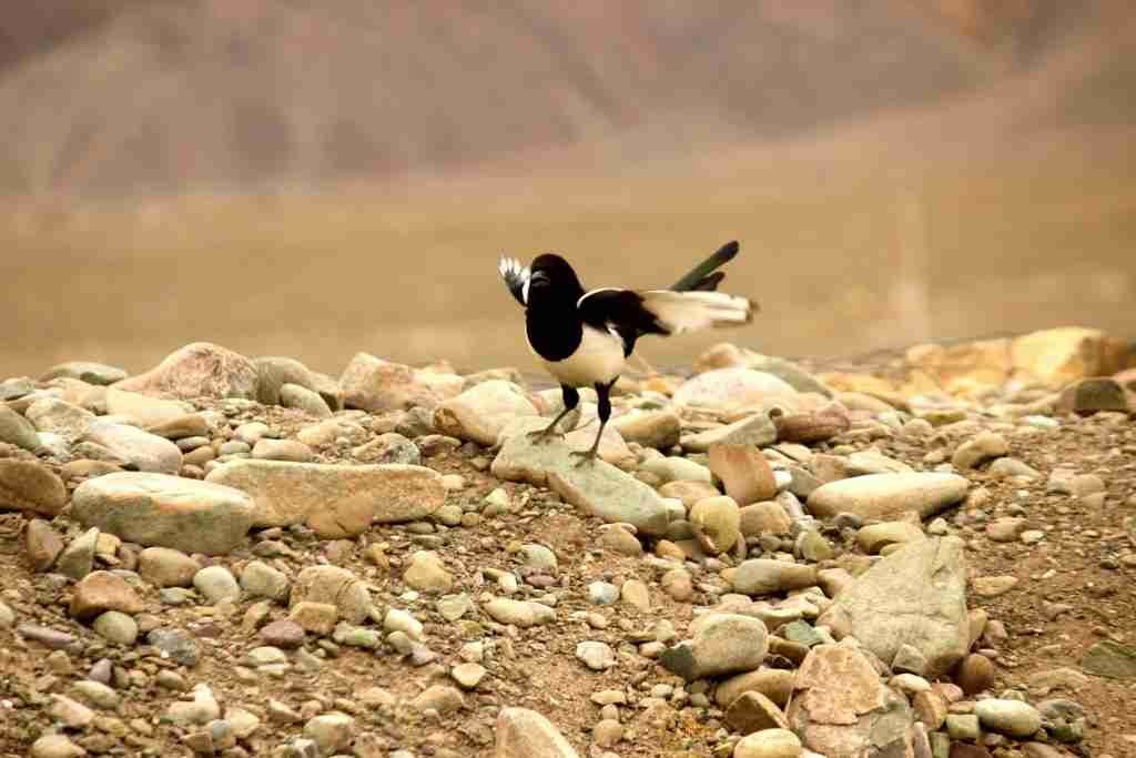 Black-billed Magpie of Ladakh, Changthang