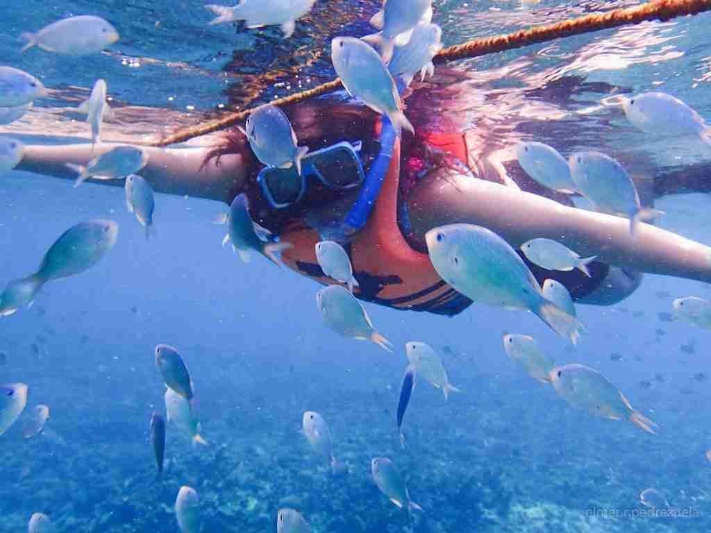 PG snorkeling & fishes