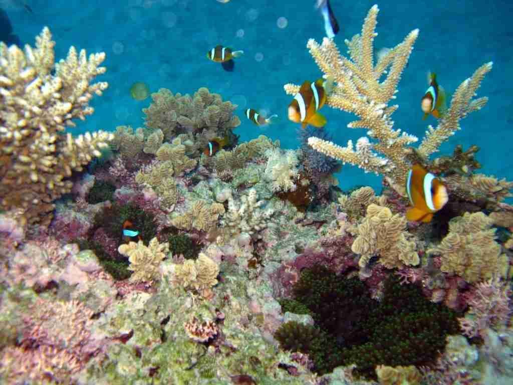 Great Barrier Reaf Diving & Snorkeling, Australia