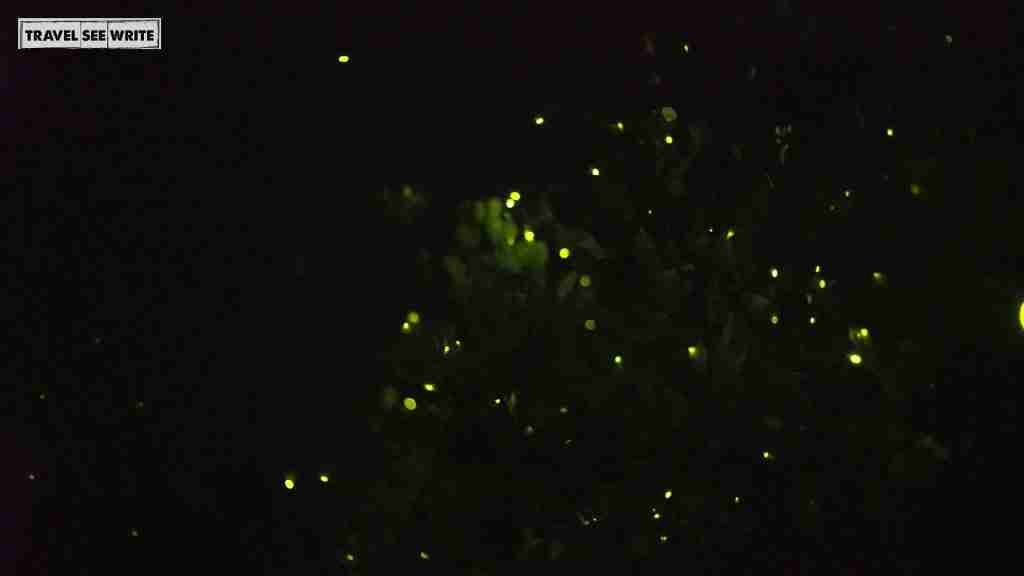Firefly Watching Tour, Bohol