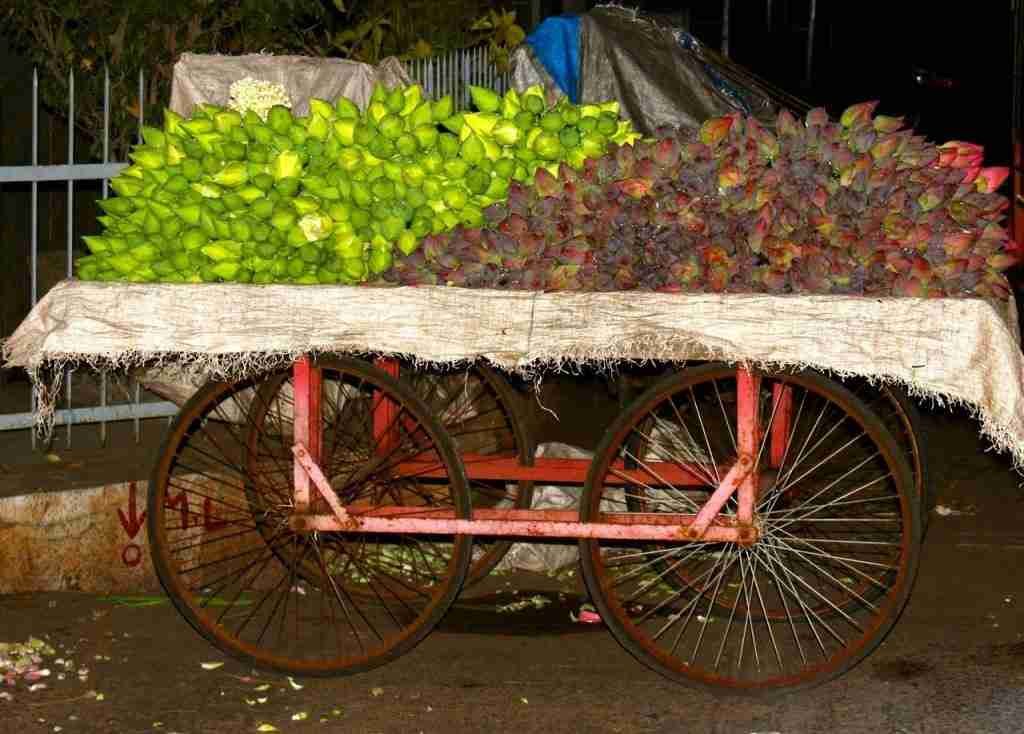 Lotus Flowers Cart for next day Temple suppy, Pondicherry - Copy