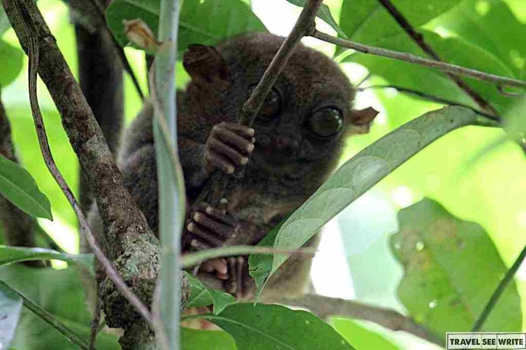 Philipina Tarsier, Bohol