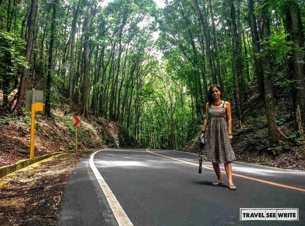The Billar-Loboc Man-made Forest