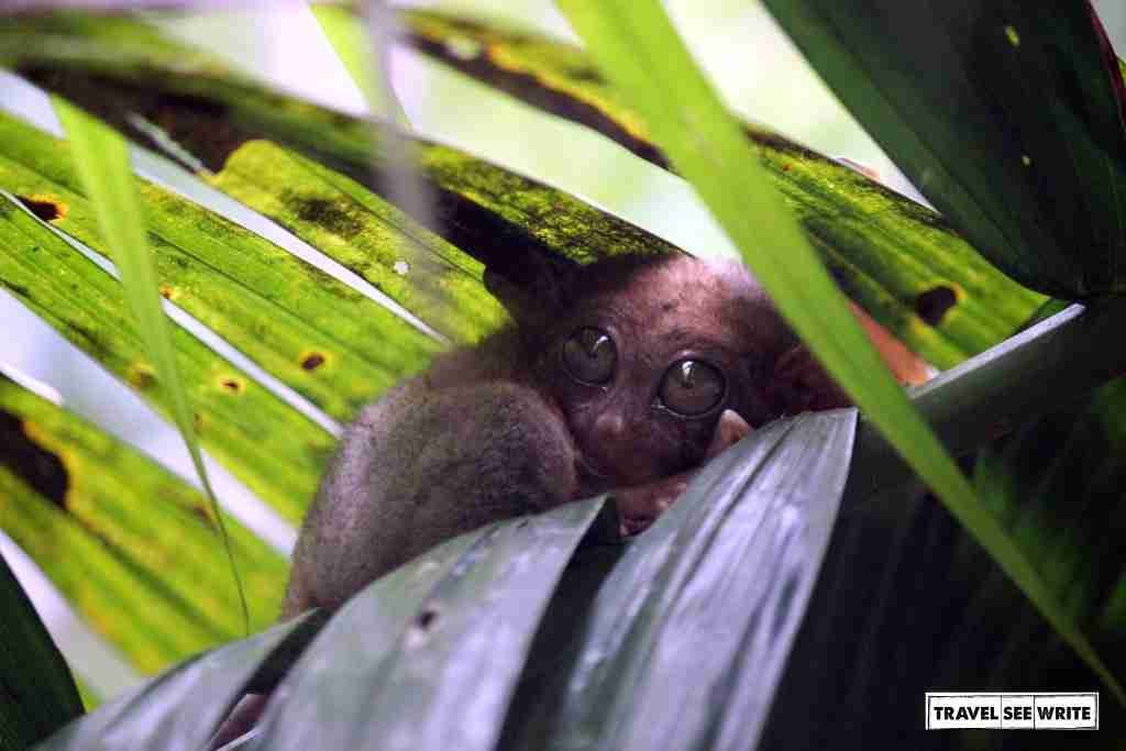 Say hello to the Tarsier