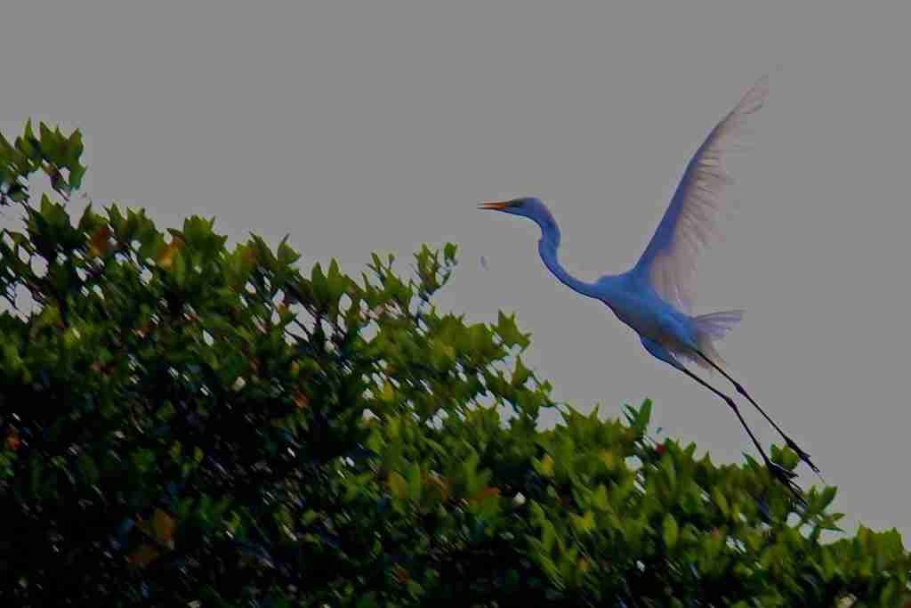 crane at Pichavaram - Copy
