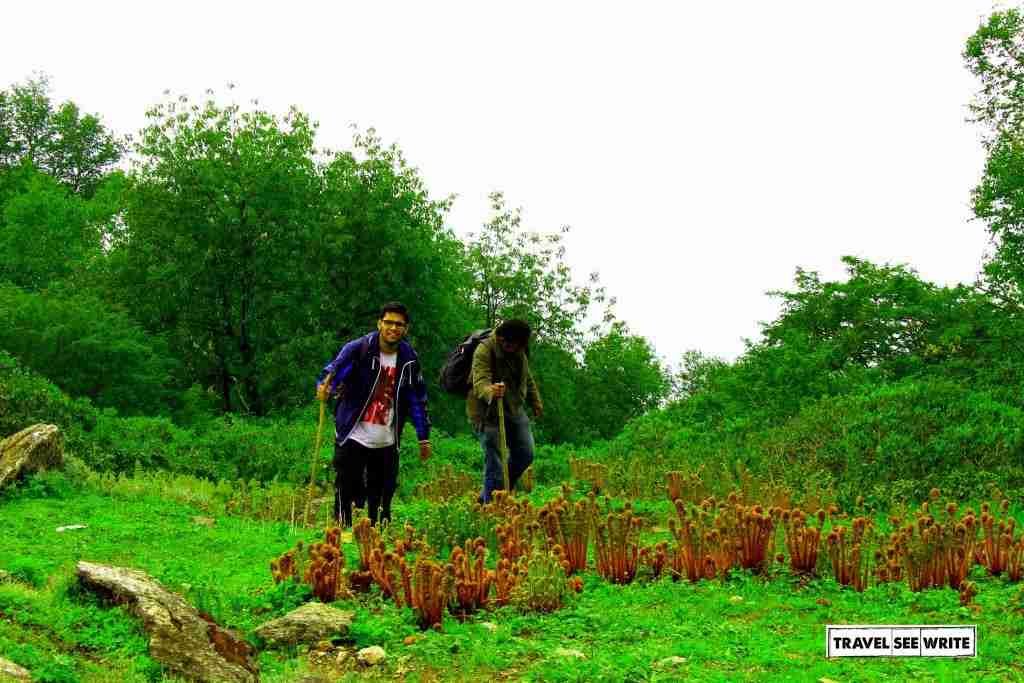 Wild Herbs, Bashal Peak, Sarahan