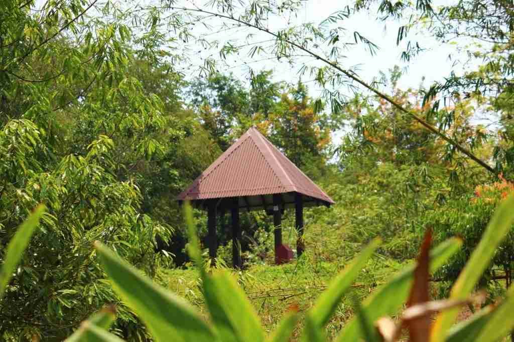 Amidst the Greens of Pulau Ubin - 1