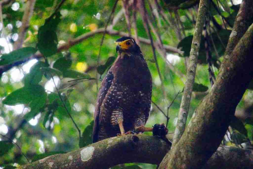 Pulau Ubin Fauna