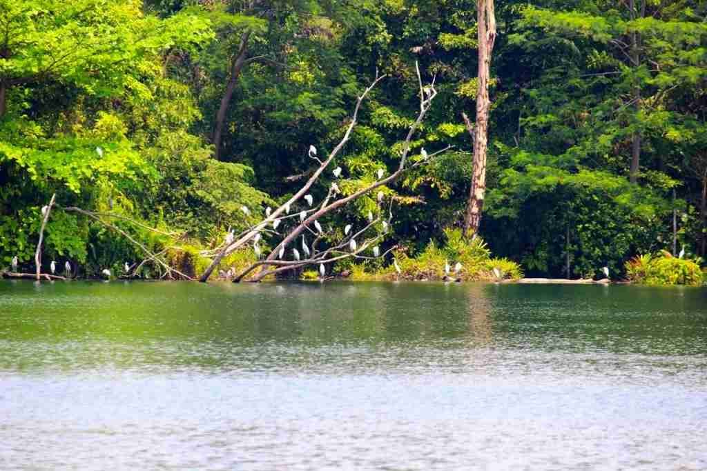 The birds at Pulau Ubin - 1
