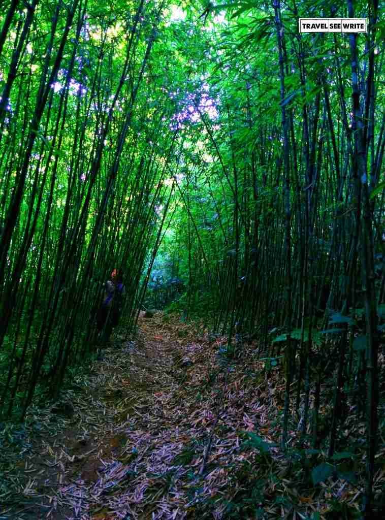 Trekking through Bamboo Forest, Sapa, Vietnam