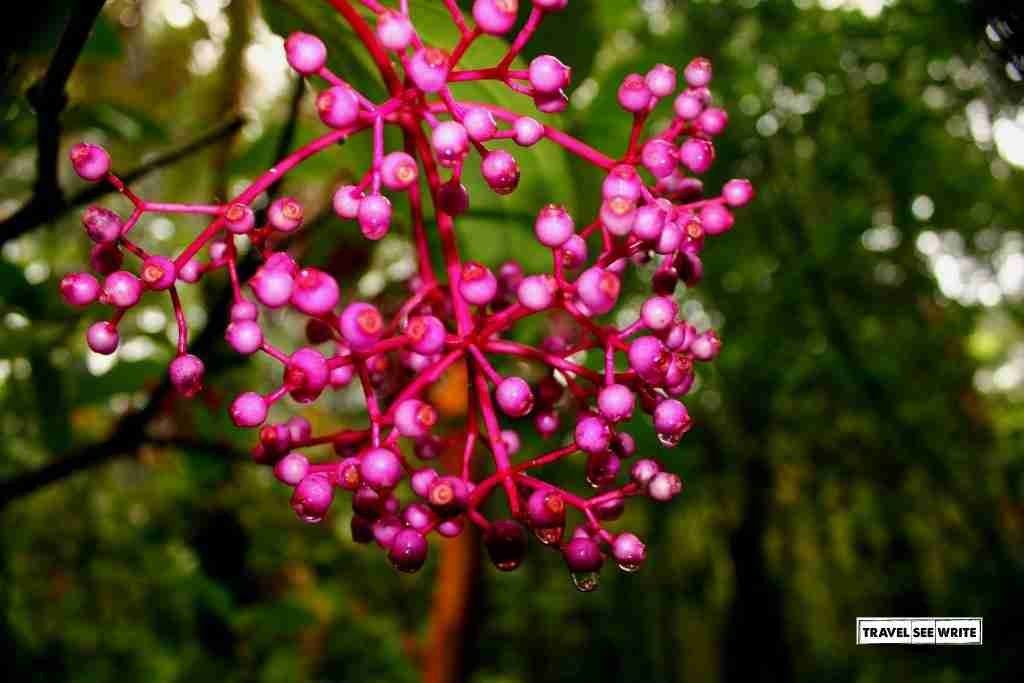 Edible Berries, Mt. Kinabalu Park, Sabah