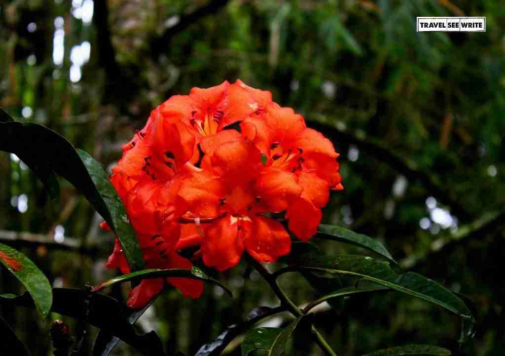 Flora, Mount Kinabalu Botanical Garden, Sabah, Malaysia