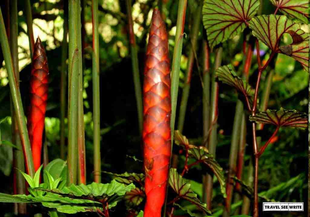 Indigenous Plant, Mount Kinabalu Botanical Garden, Sabah, Malaysia