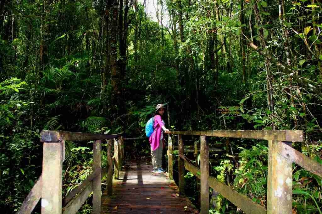 Mount Kinabalu Park Base Trail