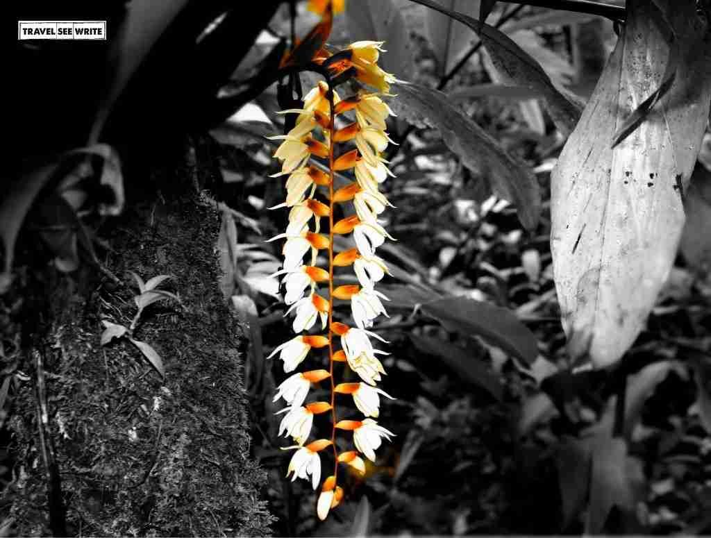Necklace Orchids, Mount Kinabalu, Sabah, Malaysia