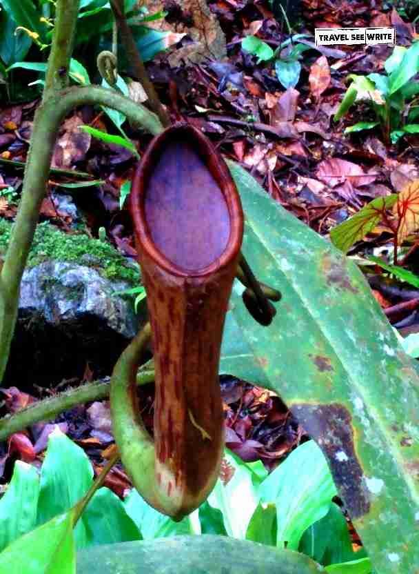 Pitcher Plant, Mount Kinabalu, Sabah, Malaysia