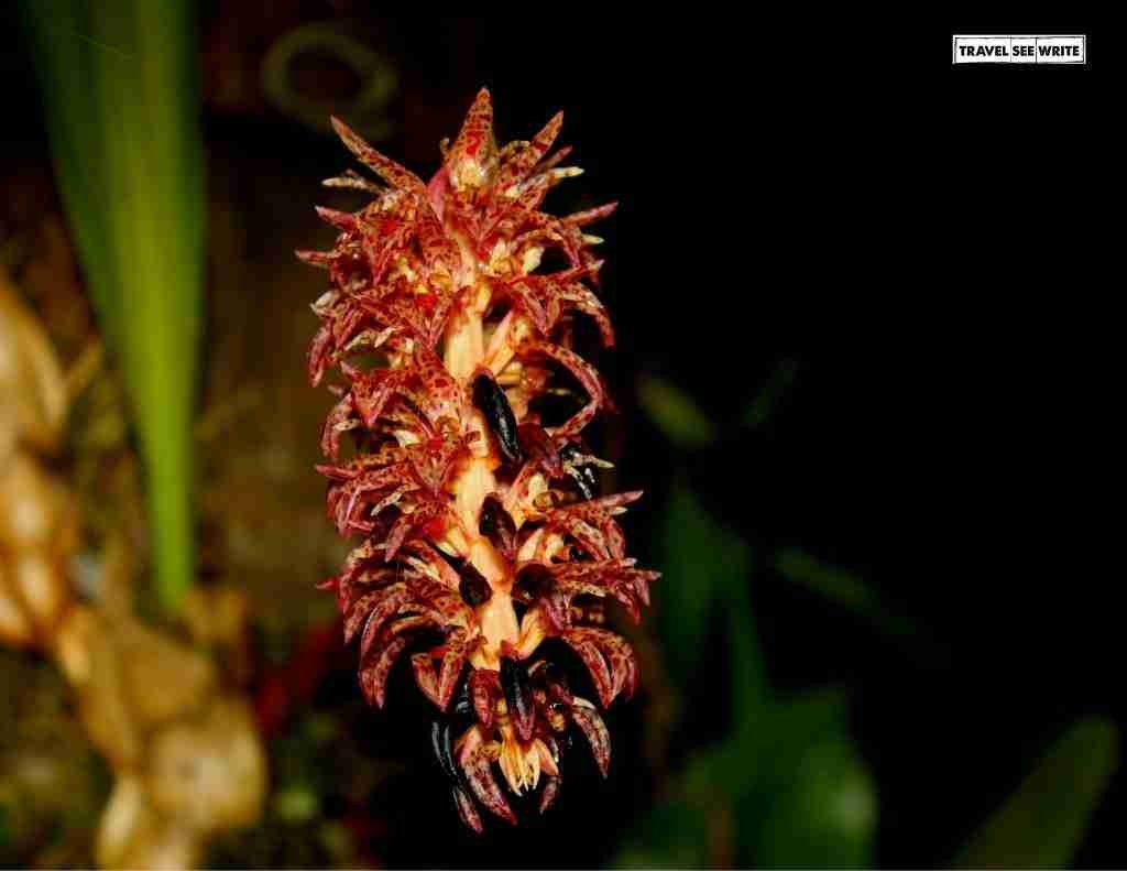 Plants, Mount Kinabalu Botanical Garden, Sabah, Malaysia
