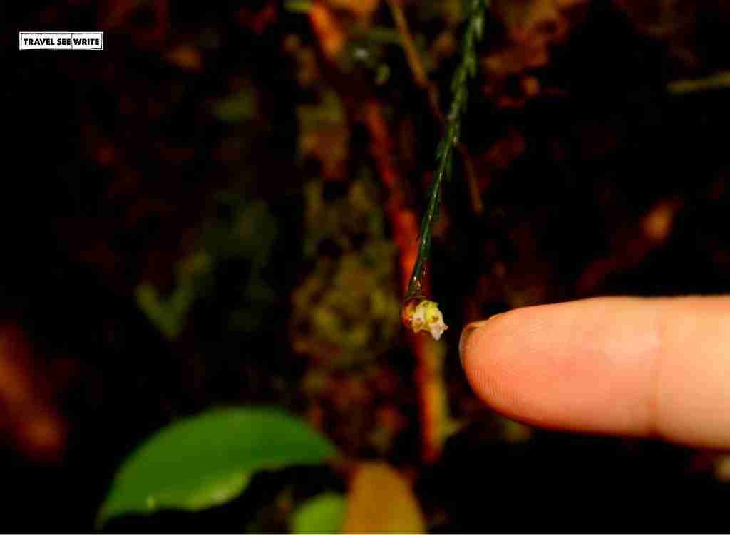 Smallest Orchid in the world, Mount Kinabalu, Sabah, Malaysia