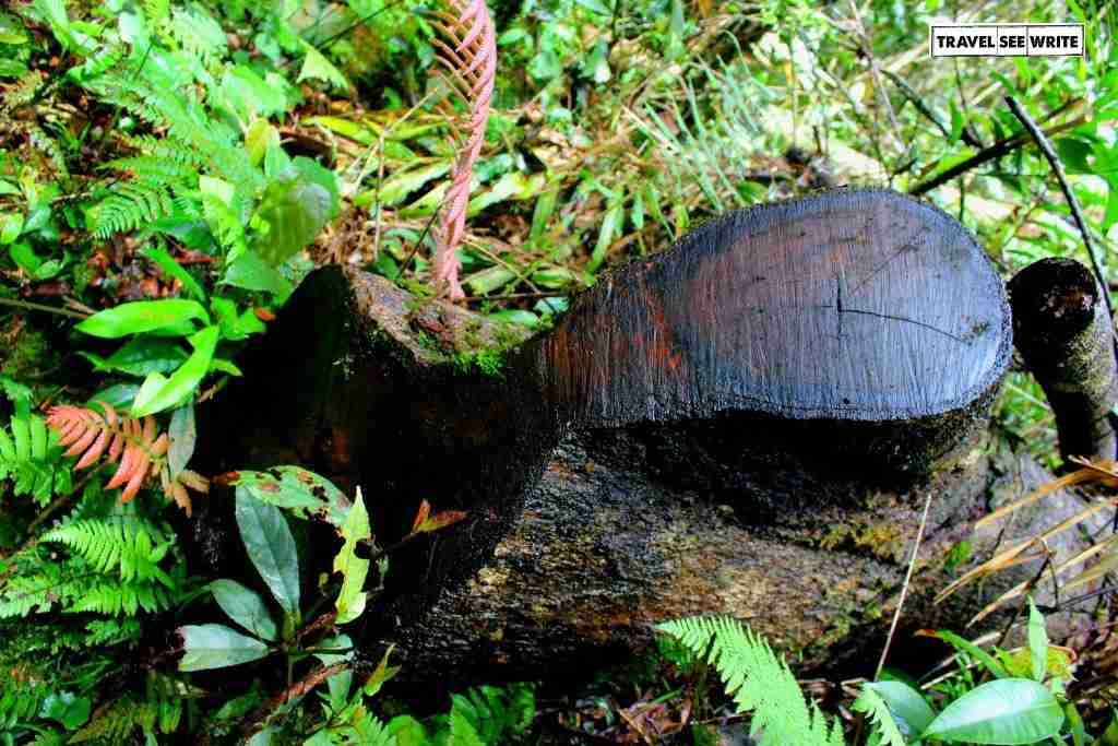 Tropical Rainforest Tree without any rings which represent the age of the tree, Mount Kinabalu, Sabah, Malaysia