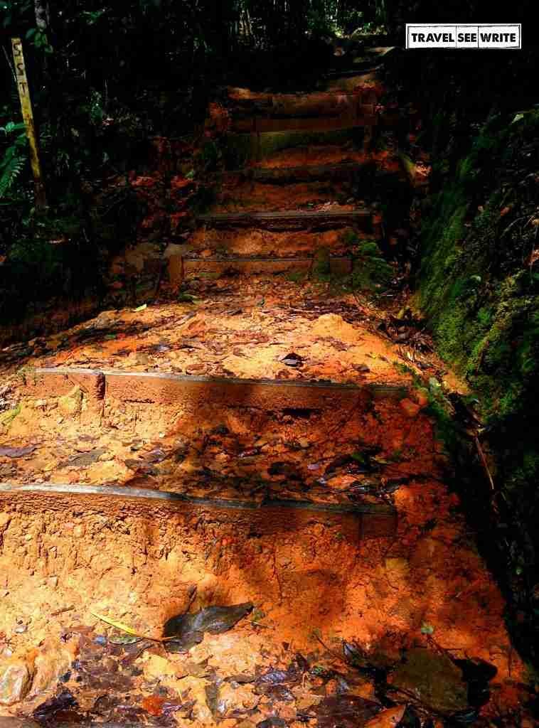 Two colours of soil - orange and yellow seen during Base Camp Trail, Mt. Kinabalu