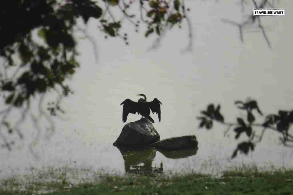 Birds at Ranthambore National Park