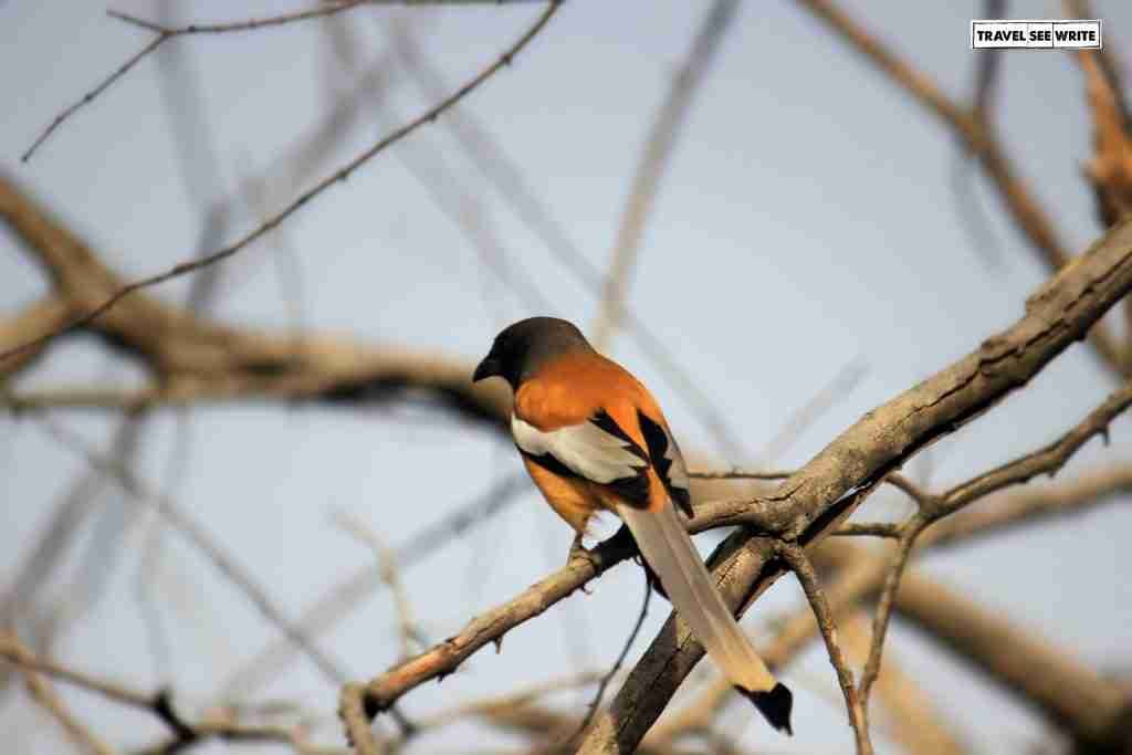 Flora and Fauna at Ranthambore National Park