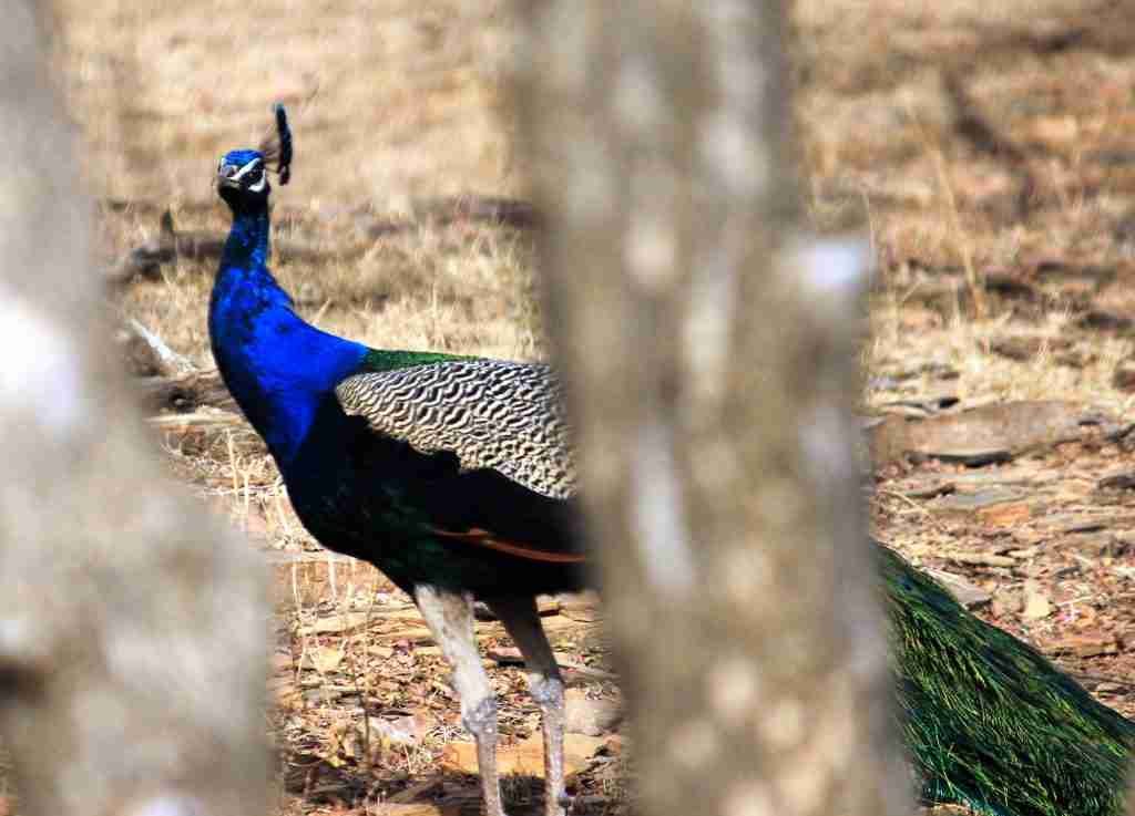 Peacock, Ranthambore National Park