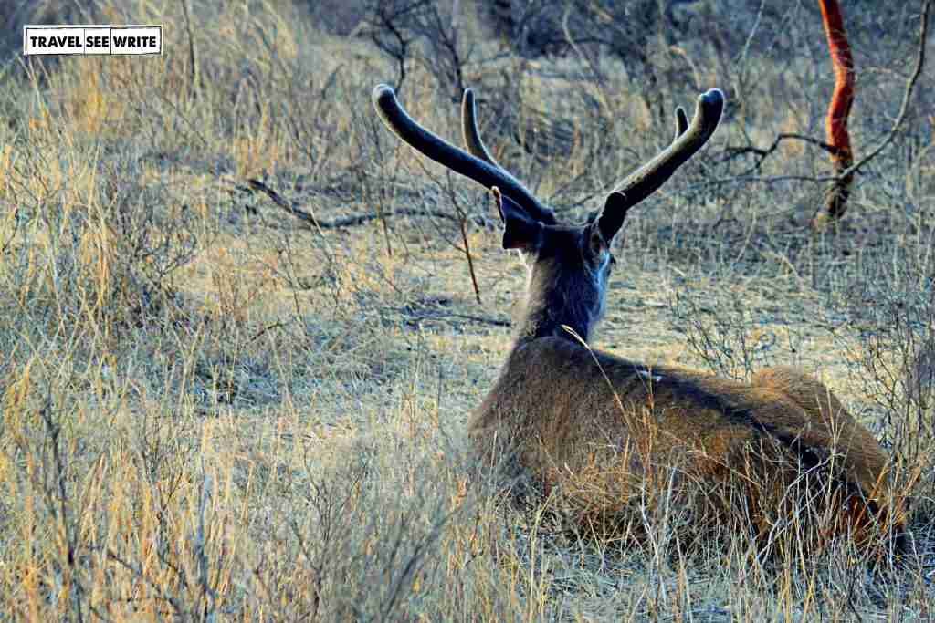 Sambar Deer, Ranthambore National Park