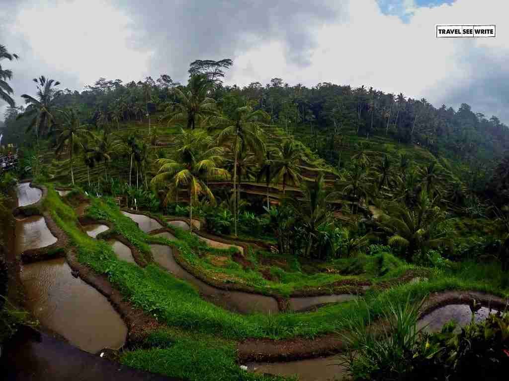 The beautiful Rice Terraces of Tegalalang, Bali