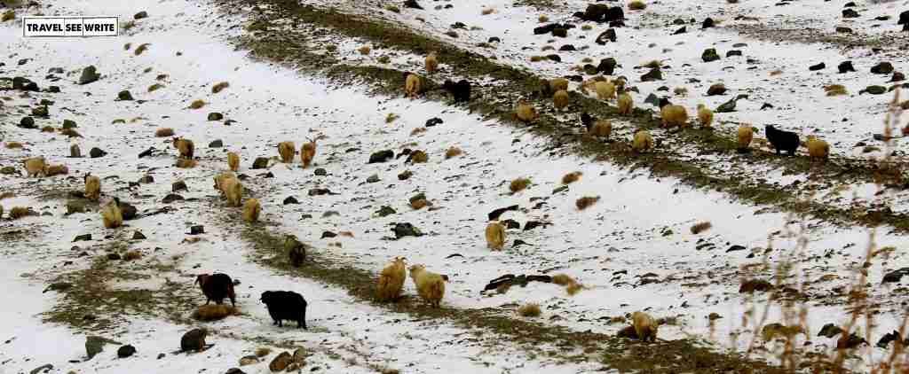 Chang Pas Livestock, Chumur, Changthang