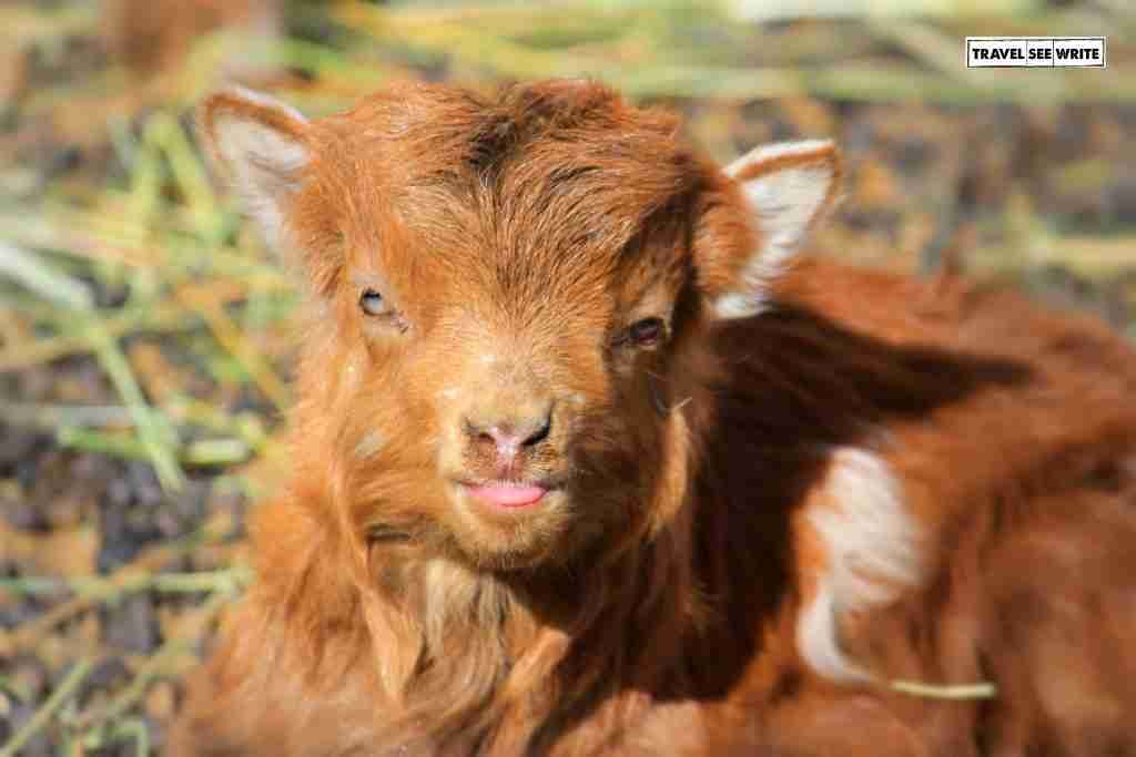 Even the the tongue-out Lamb was happy to see me, Changthang