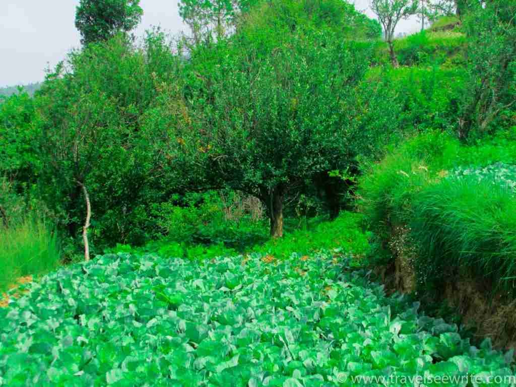 Organic farming