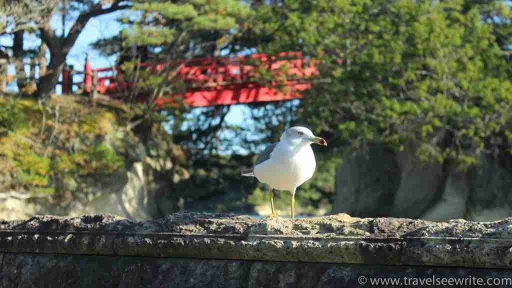 What is Matsushima famous for? Made up of 260 small islands covered in pine trees, Matsushima Bay is considered one of Japan's three most scenic views and is a member of the Most Beautiful Bays in the World Club. 