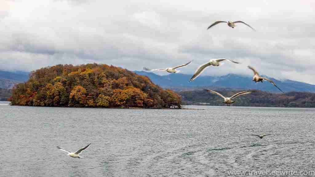 Seagulls giving company during cruise ride at Lake Toya, Hokkaido, Japan