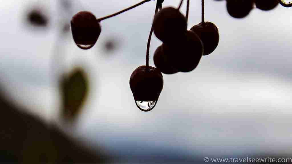 wildberries-nakajima-island-lake-toyako-hokkaido-japan-1-of-1