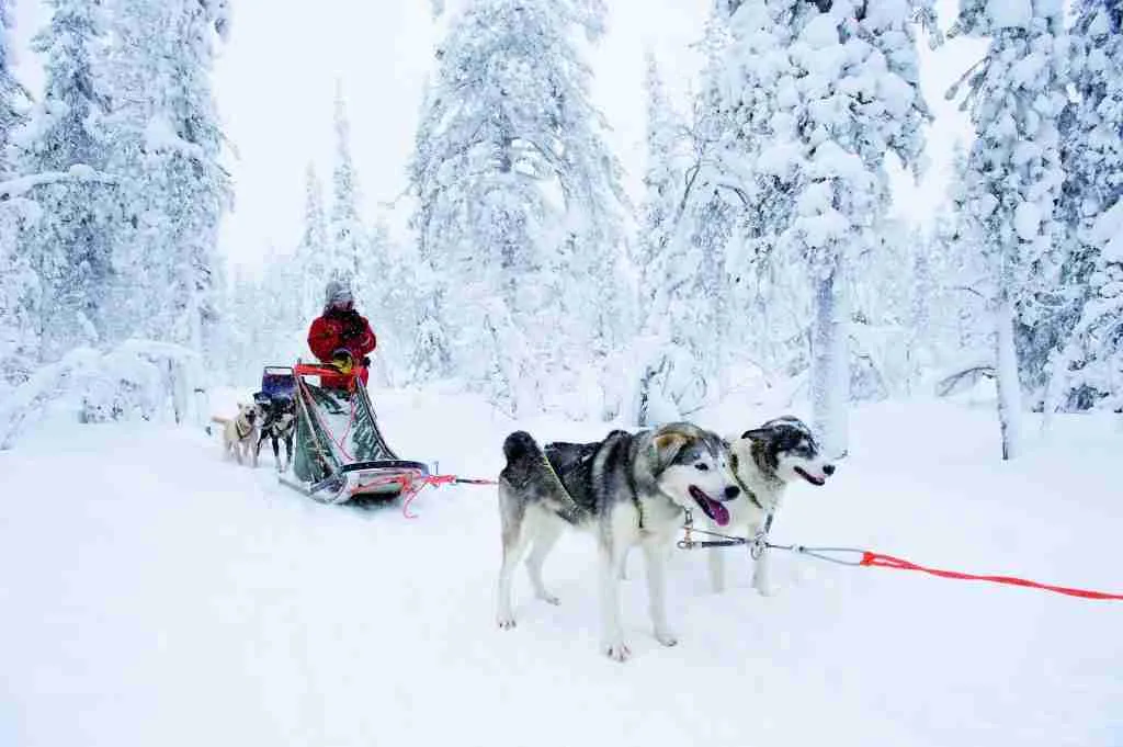 Things to do in Finland in winters: go on husky safari
