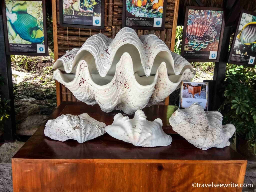 The stunning marine sanctuary of Shangri La, Cebu