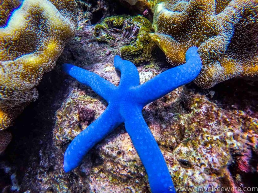 The stunning marine life of Shangri La Marine sanctuary, Cebu