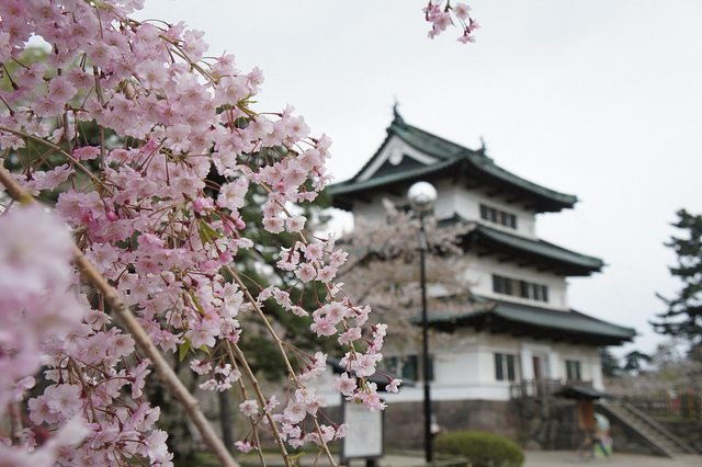 Cherry Blossoms & Seasonal Escapes