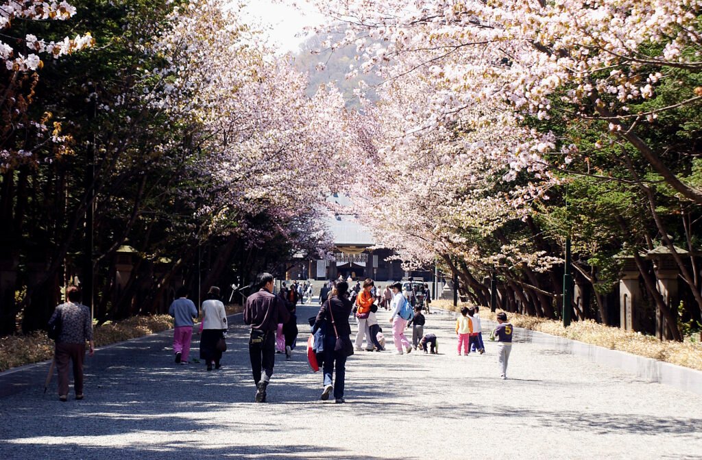 Cherry Blossom in Hokkaido-Jingu Shrine, Sapporo Hokkaido