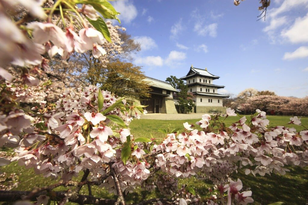 Cherry Blossom in Matsumae Matsumae Castle, Hokkaido