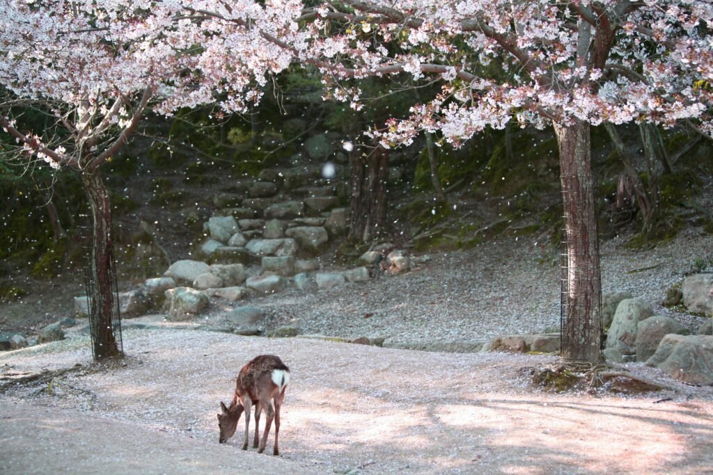 Here is a complete travel guide on where and when to see Cherry Blossoms in Japan from South to North in 2025.