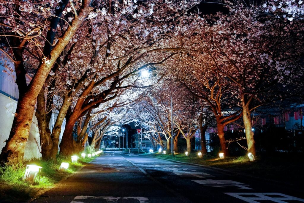 Night Hanami in Tokyo, Japan.