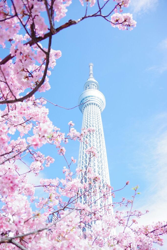 Here is a complete travel guide on where and when to see Cherry Blossoms in Japan from South to North in 2025.