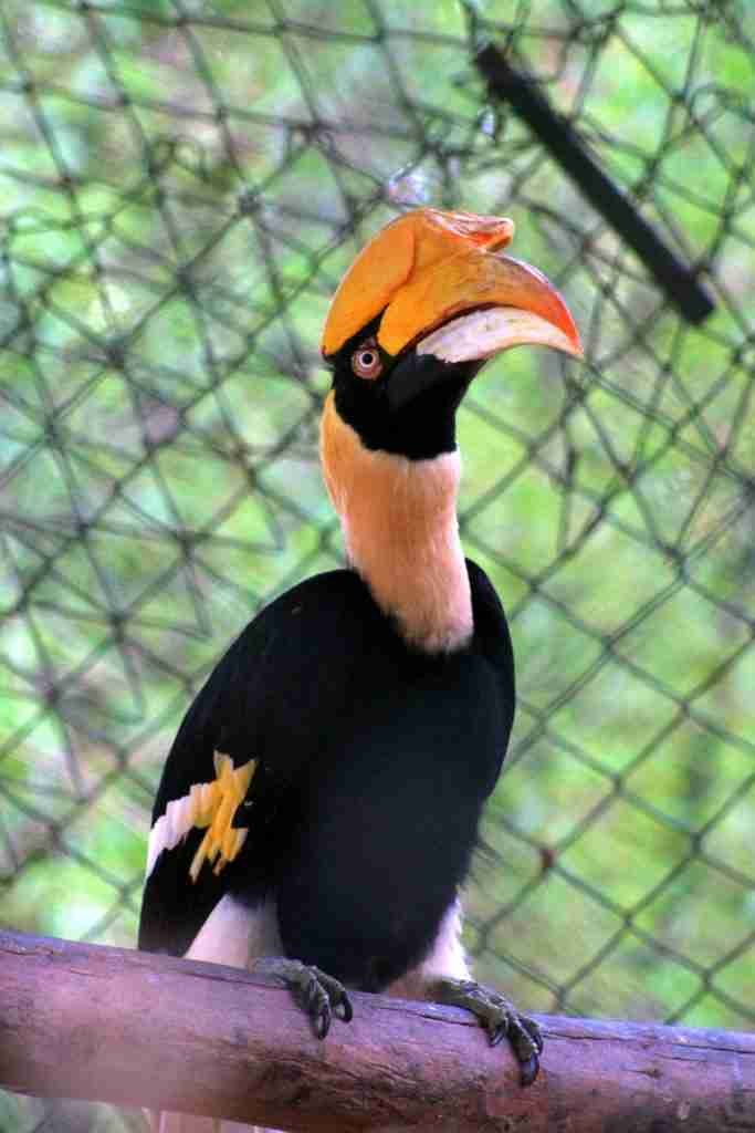 Things to do in Bangalore: See the double Hornbill at Bannerghatta National Park