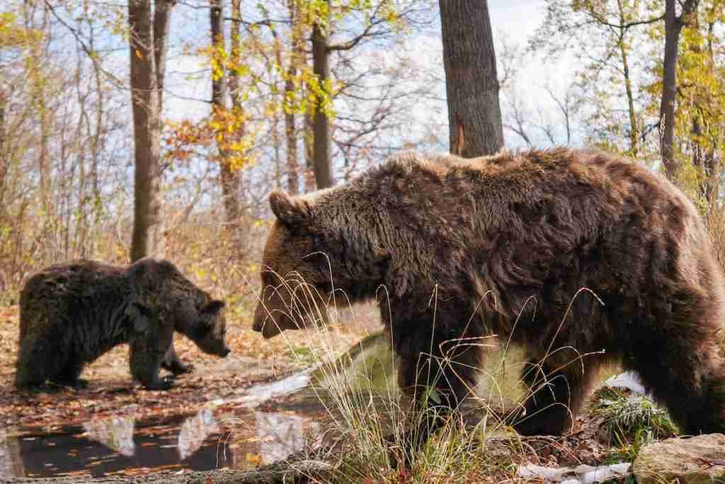 Things to know before you travel to Romania: Has a large population of brown Bears