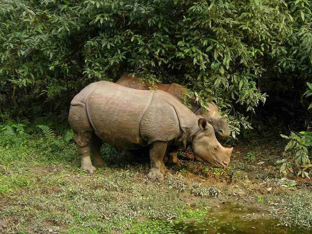 Rhinos of Chitwan National Park, Nepal