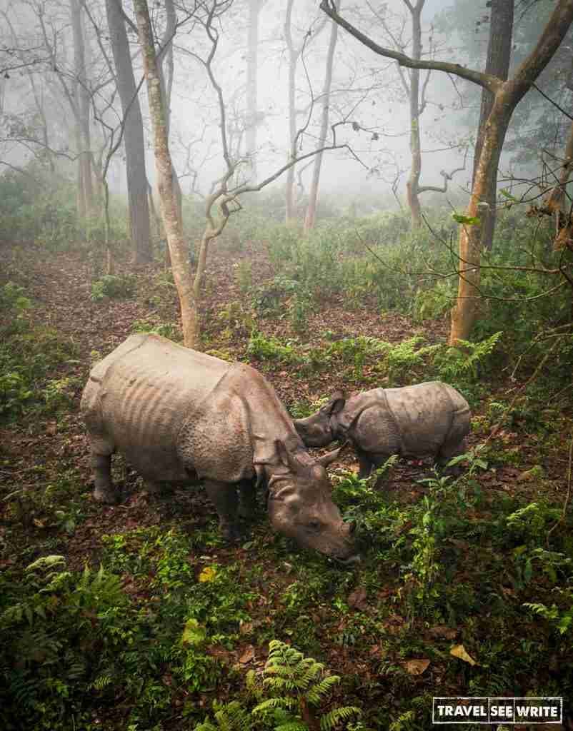 Single horned Rhinos, Chitwan National Parks, Nepal